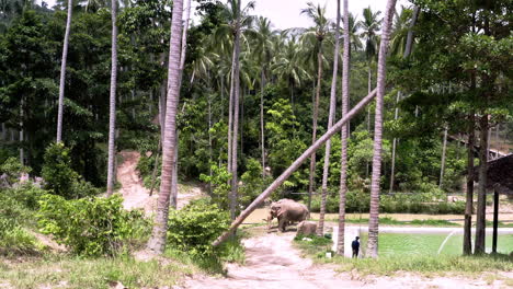 elephant sanctuary in tropical thailand jungle with rescued elephants