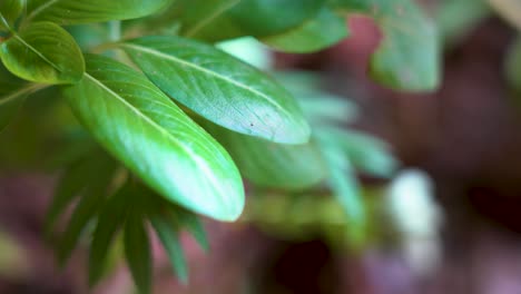 toma muy cercana de la hoja de vinca rosea en foco principal en la hoja en cámara lenta