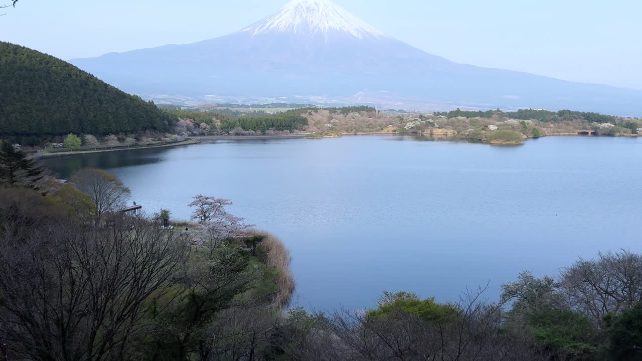 Lake Tanuki, calm waters with scenic Mount Fuji backdrop and springtime trees
