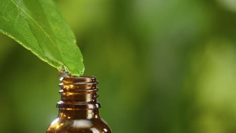 juice dripping from leaf into bottle close-up, plant oil. making aroma serum on green background. dropping liquid extract, skincare routine, treatment essence oil, spa concept. traditional medicine