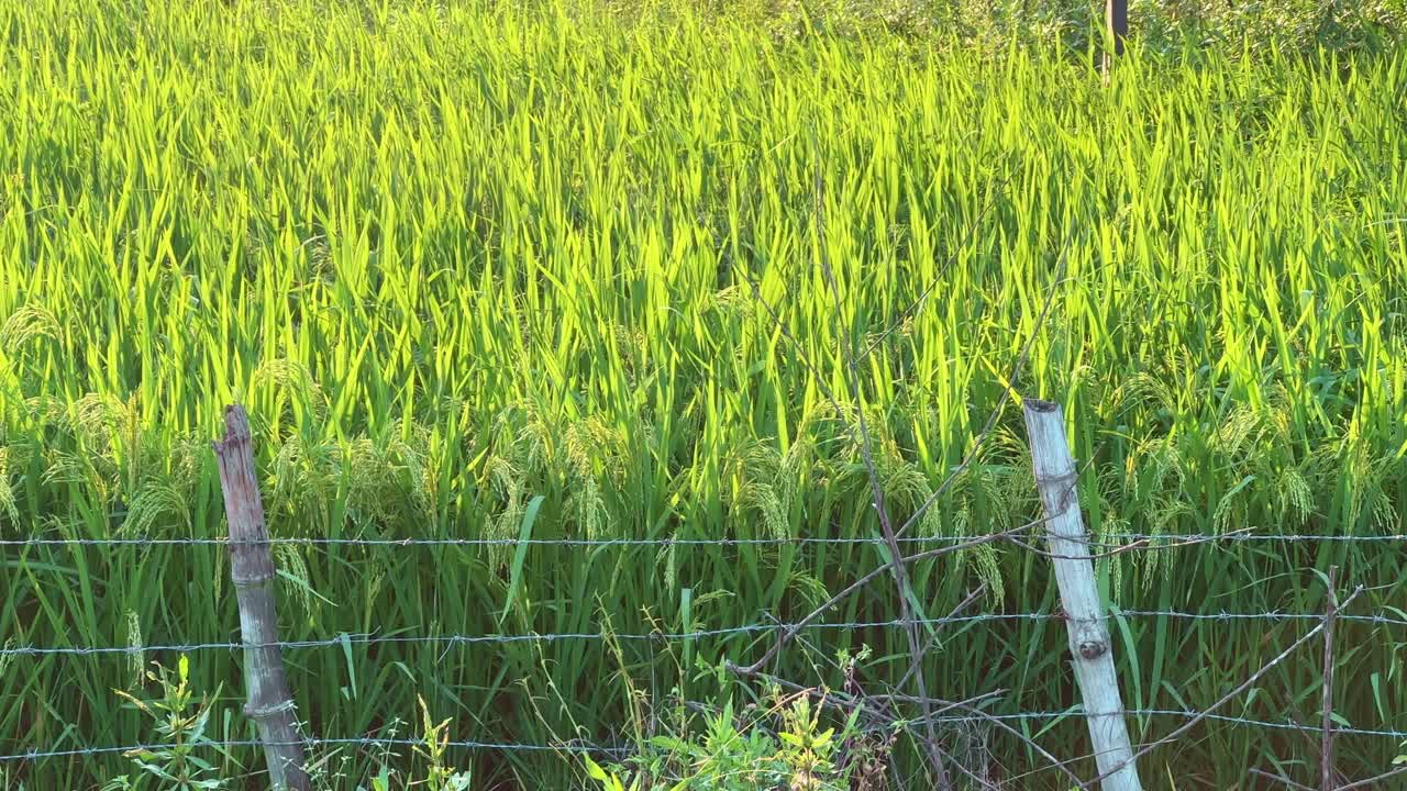 A lush golden-green paddy field glowing under warm evening sunlight, captured behind a rustic fence — symbolizing rural beauty, simplicity, and the rhythm of agricultural life