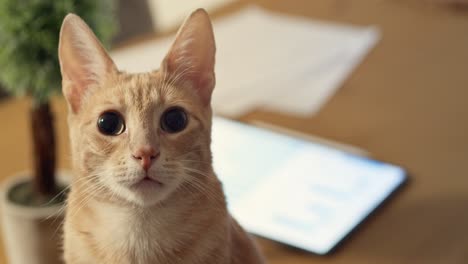 a close-up of a ginger cat with wide eyes, showcasing its curiosity and alertness