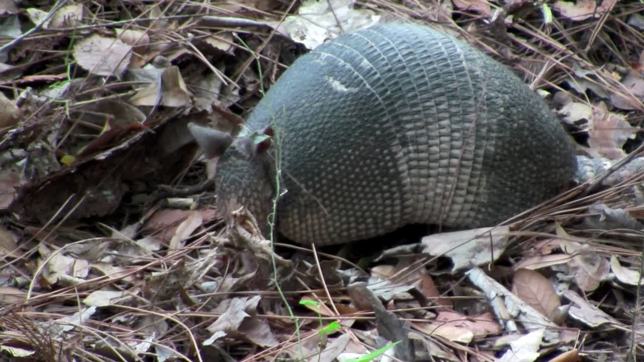 아르마딜로가 숲 바닥을 질주합니다.
