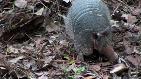 un armadillo corre por el suelo del bosque