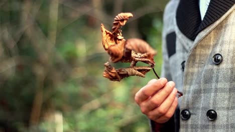 Otoño-Bosque-árboles-Hoja-1