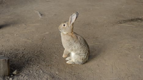 Cute-rabbit-sitting-on-dirty-floor,-move-away-view