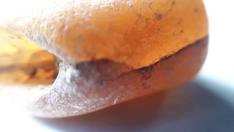 fossilized belemnite on white. macro close-up studio shot