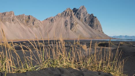 Grass-turf-in-volcanic-black-sand-on-beach-below-Vestrahorn-mountain