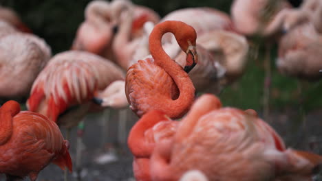 colony of beautifully coloured flamingos