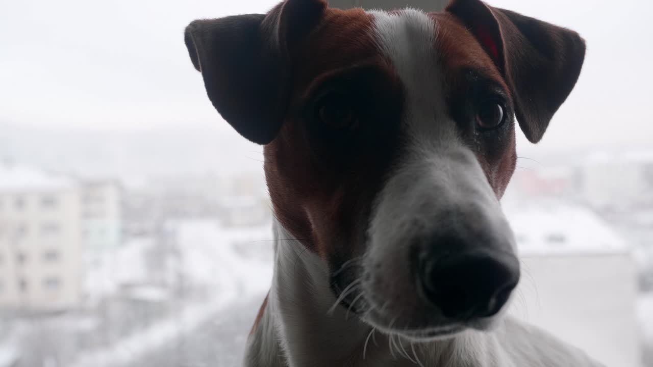 A small dog observes a snowy city view from a cozy window. Curious and alert, it enjoys the winter scenery