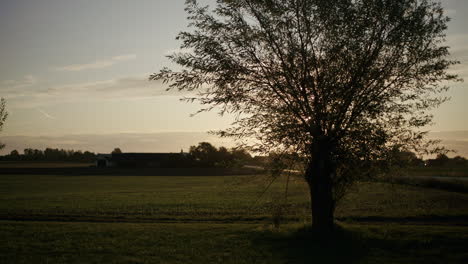 Langsamer-Transport-Eines-Baumes-Während-Des-Sonnenaufgangs-Neben-Einer-Straße