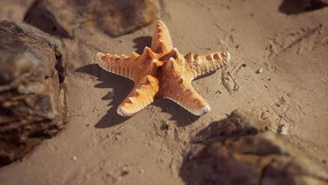 starfish on sandy beach at sunset