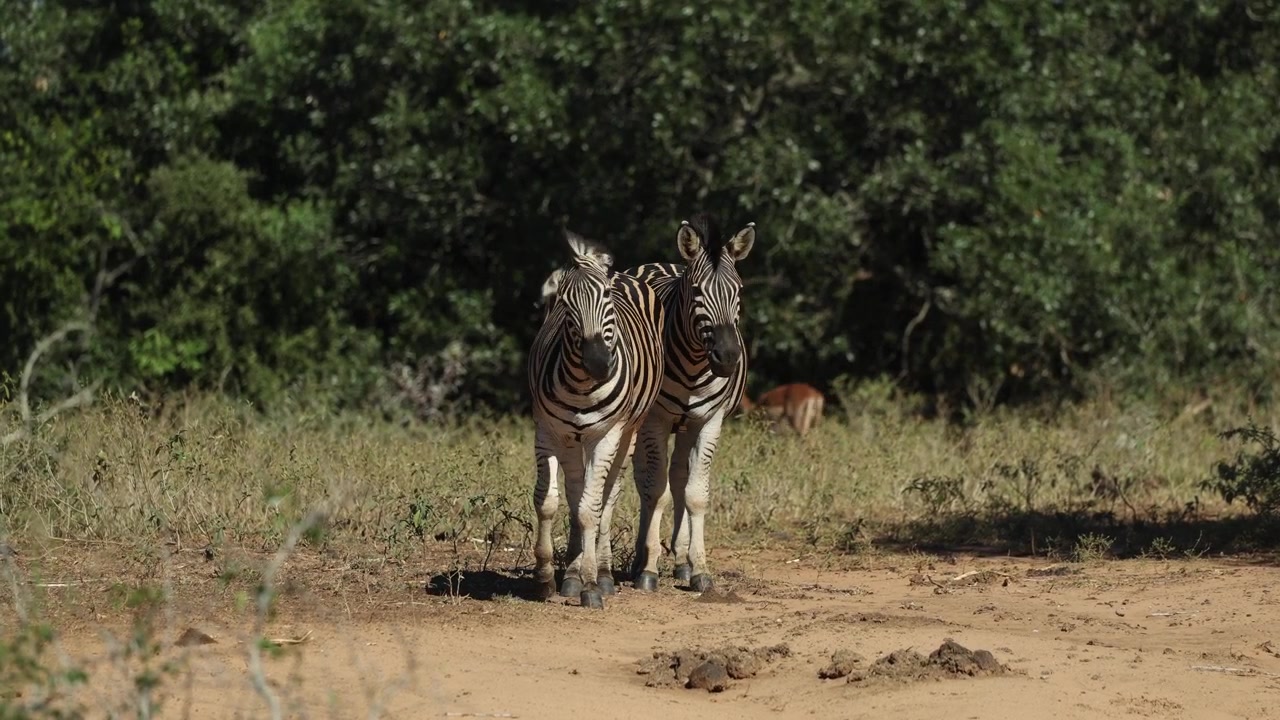 Due zebre di Burchell stanno all'erta in una zona sabbiosa, osservando attentamente l'ambiente circostante mentre un'impala cammina sullo sfondo nella Riserva di caccia di Mkhuze, Sudafrica.