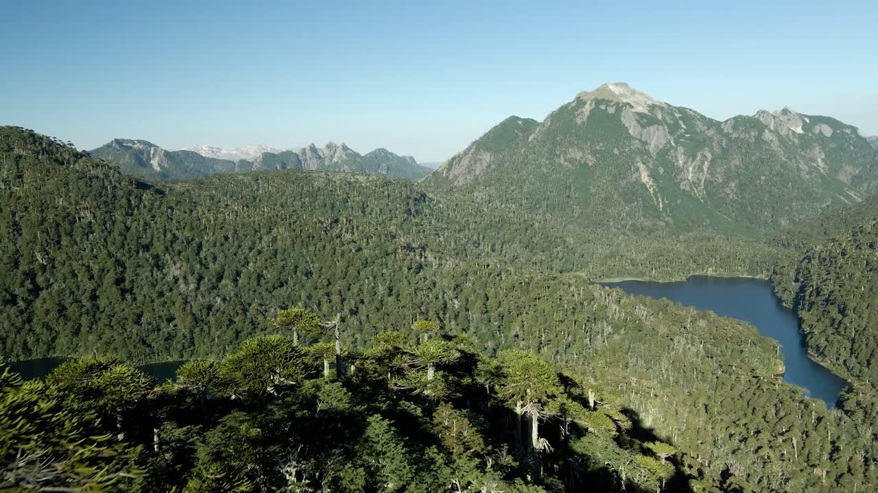vista cercana de un bosque de araucaria con laguna toro y lago verde en el parque nacional huerquehue - antena