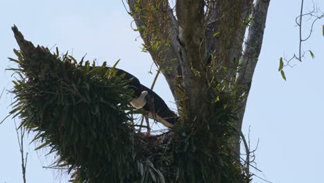 Two-individuals-male-and-female-standing-on-their-nest-as-the-other-flies-away-to-the-left-while-the-other-stays,-Asian-Woolly-necked-Stork-Ciconia-episcopus,-Near-Threatened,-Thailand