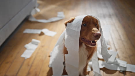 closeup cute doggy sitting at apartment wrapped in toilet paper. portrait dog