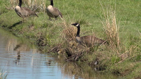 canada goose family by the water