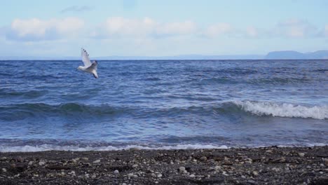 Seagull-hovering-above-rocky-beach-with-waves-at-lake-Taupo,-flapping-wings