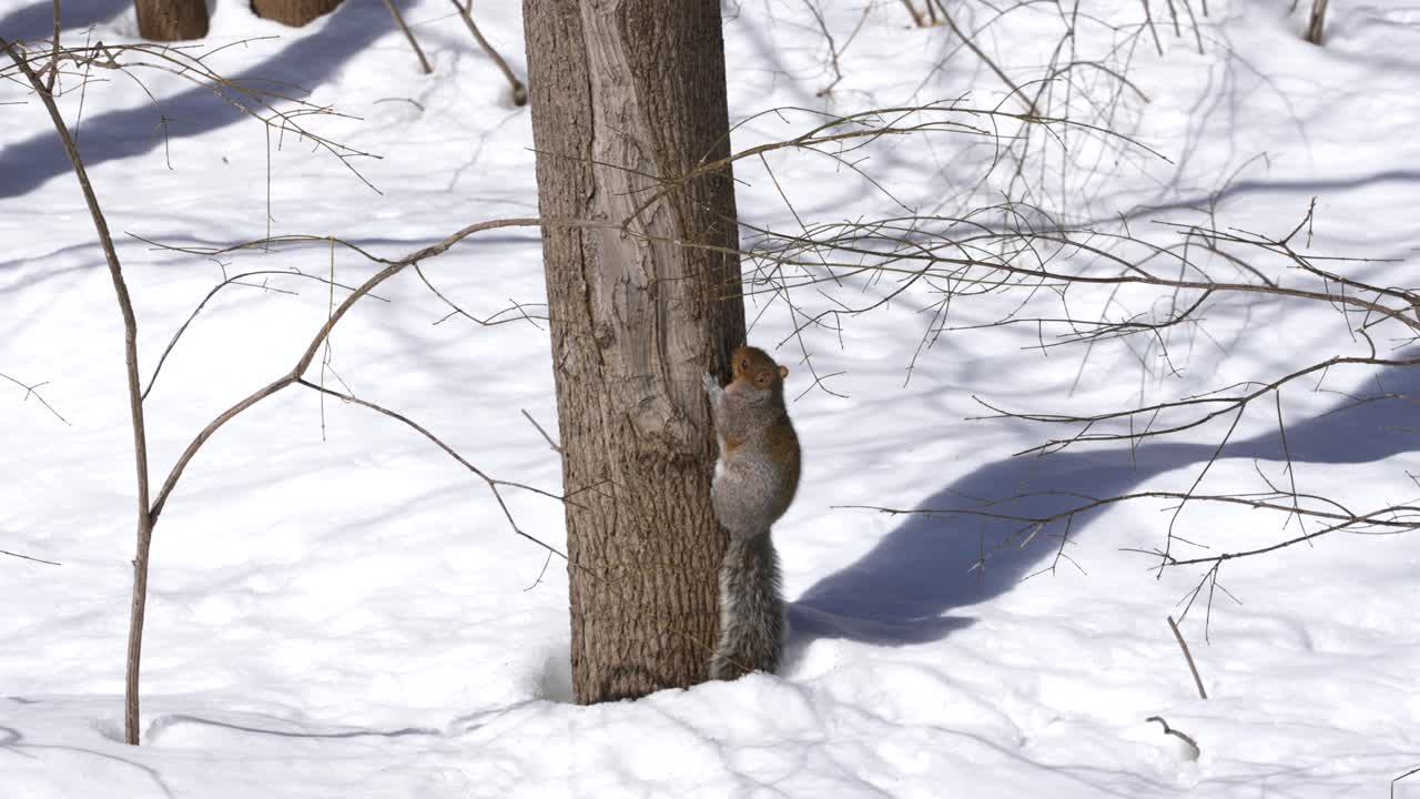 2 ardillas juegan en la nieve y suben al árbol