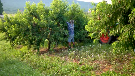 Farmer-picking-peaches-in-a-peach-orchard-with-tractor-and-flatbed-next-to-him