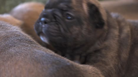 new born purebred french bulldog puppies cuddling together