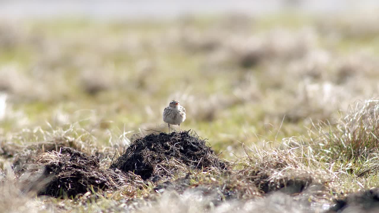 화창한 봄날 마른 풀밭에 앉아 노래하는 유라시아 종달새