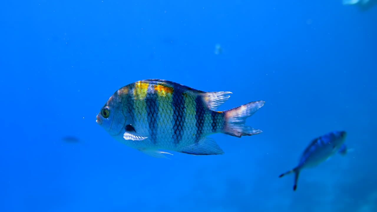 Close up of a Indo-Pacific sergeant fish swimming near a coral reef