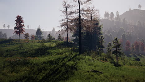 Alpes-Suizos-Con-Verde-Prado-Alpino-En-Una-Ladera-Y-Rodeado-De-Bosques-De-Pinos