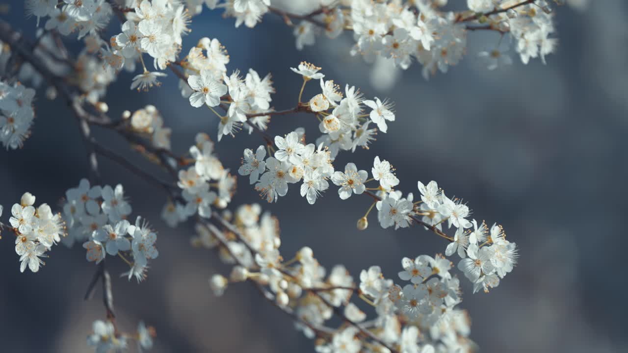 las delicadas flores de cerezo se capturan en un primer plano, destacando su frágil belleza y texturas intrincadas