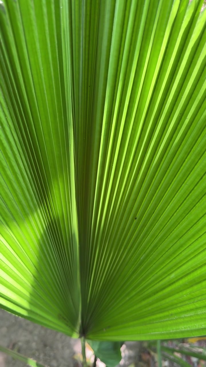 Close-up of a Vibrant Green Fan Palm Leaf in Sunlight