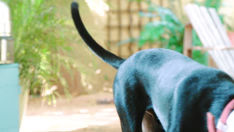 Cute-black-dog-walking-through-frame-wearing-an-Elizabethan-collar