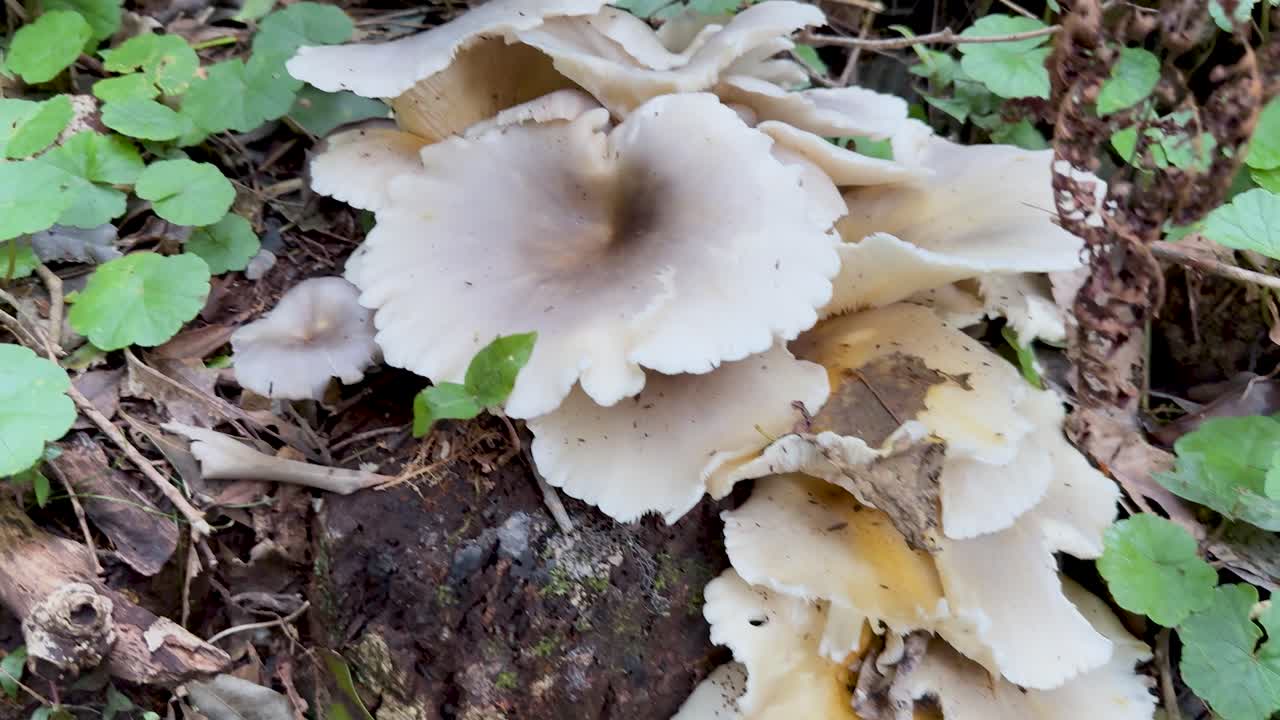 Camera slowly pans over clustered wild mushrooms growing among leaves in a damp forest setting