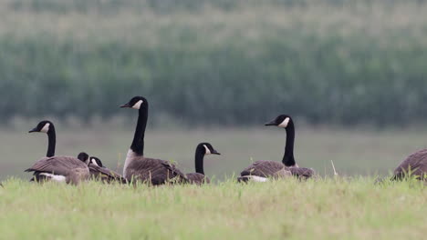 un pequeño grupo de gansos canadienses salvajes alimentándose en un campo de hierba