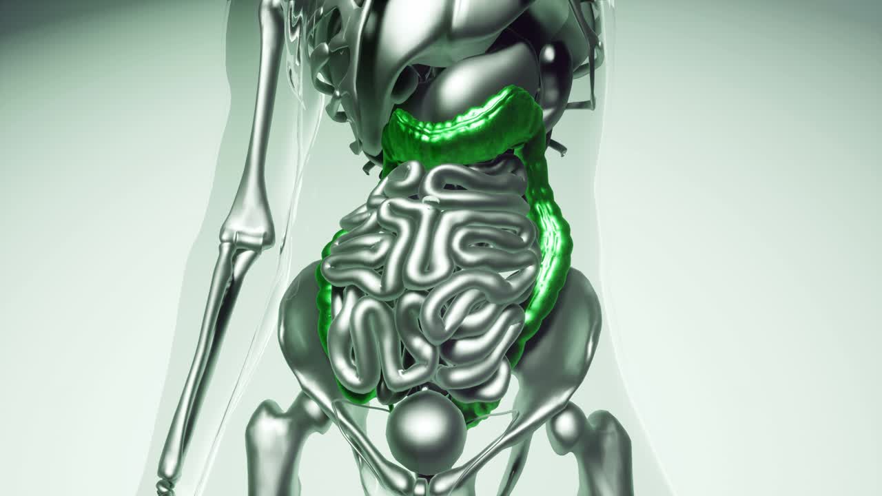 modelo de colon humano con todos los órganos