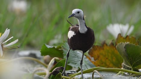 Primer-Plano-Extremo-De-Jacana-De-Cola-De-Faisán