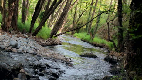 A-river-runs-through-a-Mediterranean-forest,-on-a-Mediterranean-island