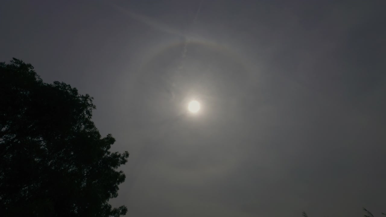 Beautiful atmospheric view of a bright solar halo surrounding the sun, framed by a tree in the foreground against a soft milky blue summer sky.