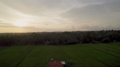 Lush-rice-fields-in-Bali-at-sunset-with-a-traditional-hut-and-palm-trees