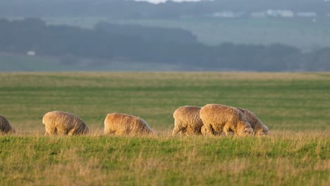 sheep grazing peacefully in a scenic field