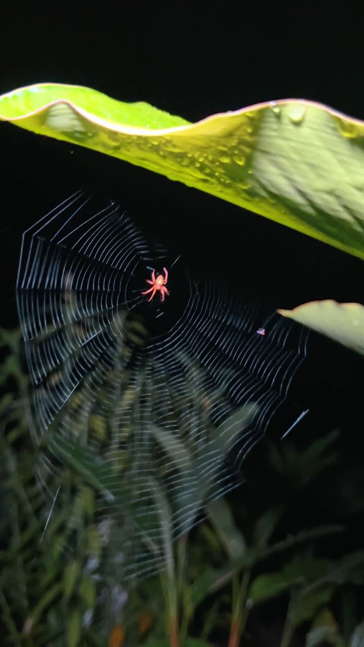 Oransje edderkopp i sirkulært nett under et blad om natten. Makrobilde av en lys oransje edderkopp som sitter midt i sitt geometriske nett om natten under et blad.