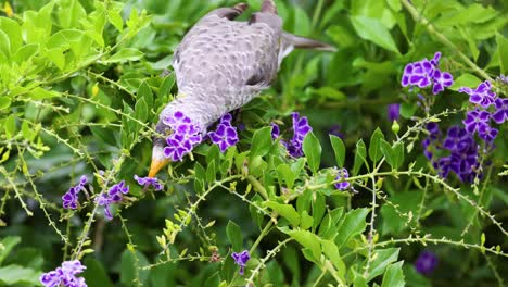 bird interacts with and feeds on garden flowers