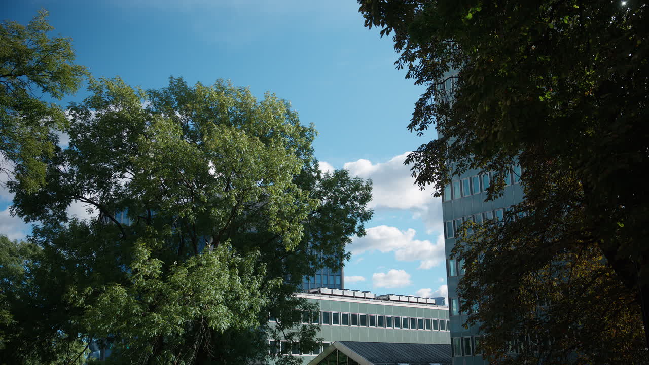 Wind moves branches on the tress with building in the background and clear blue sky