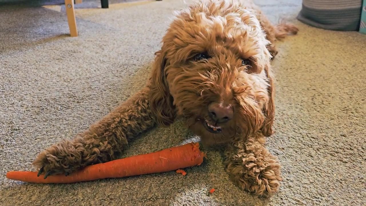 Perro marrón rizado masticando una zanahoria entera en un suelo alfombrado, sosteniendo el bocadillo entre sus patas delanteras, con muebles acogedores de sala de estar interior y una cálida iluminación hogareña.
