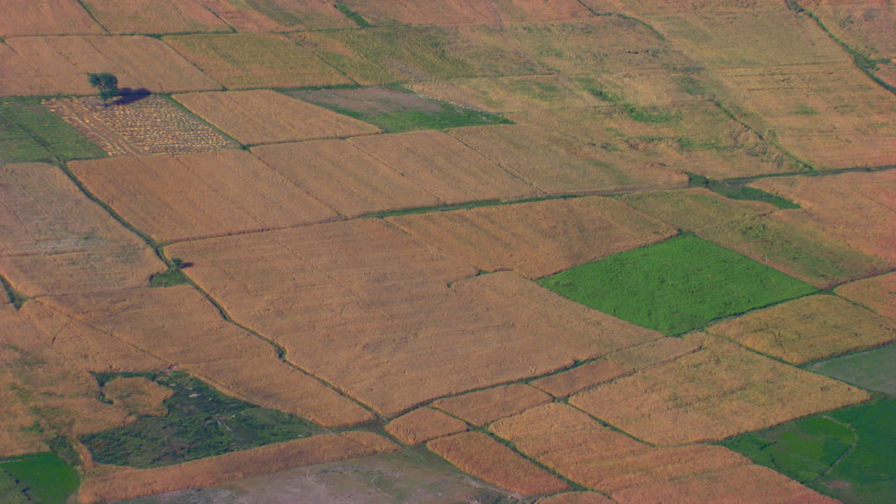 cierre aéreo de la tierra agrícola, una granja verde entre las granjas amarillas, un solo árbol en las granjas