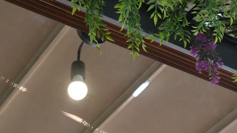 stylish ceiling lighting with hanging plants