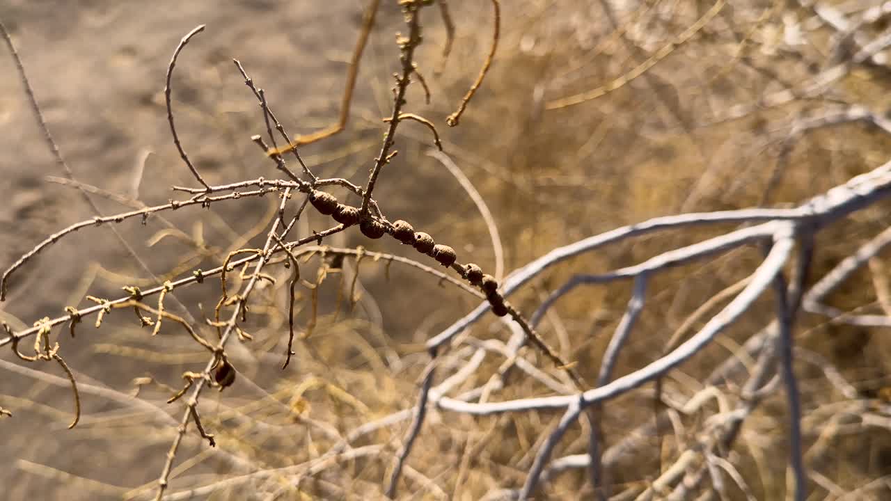 Scenic tree landscape of dry desert in Iran rural village countryside summer season in nature mountain background the tourism travel and blue sky environment of outdoor springs view beautiful scenery