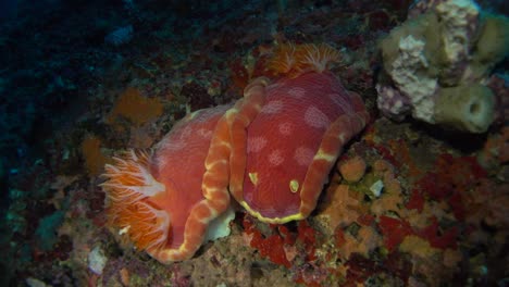 Two-large-Spanish-dancer-mating-close-up-shot-on-tropical-coral-reef