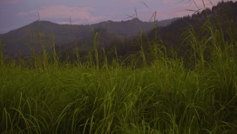 slow motion shot of grass on a sunrise