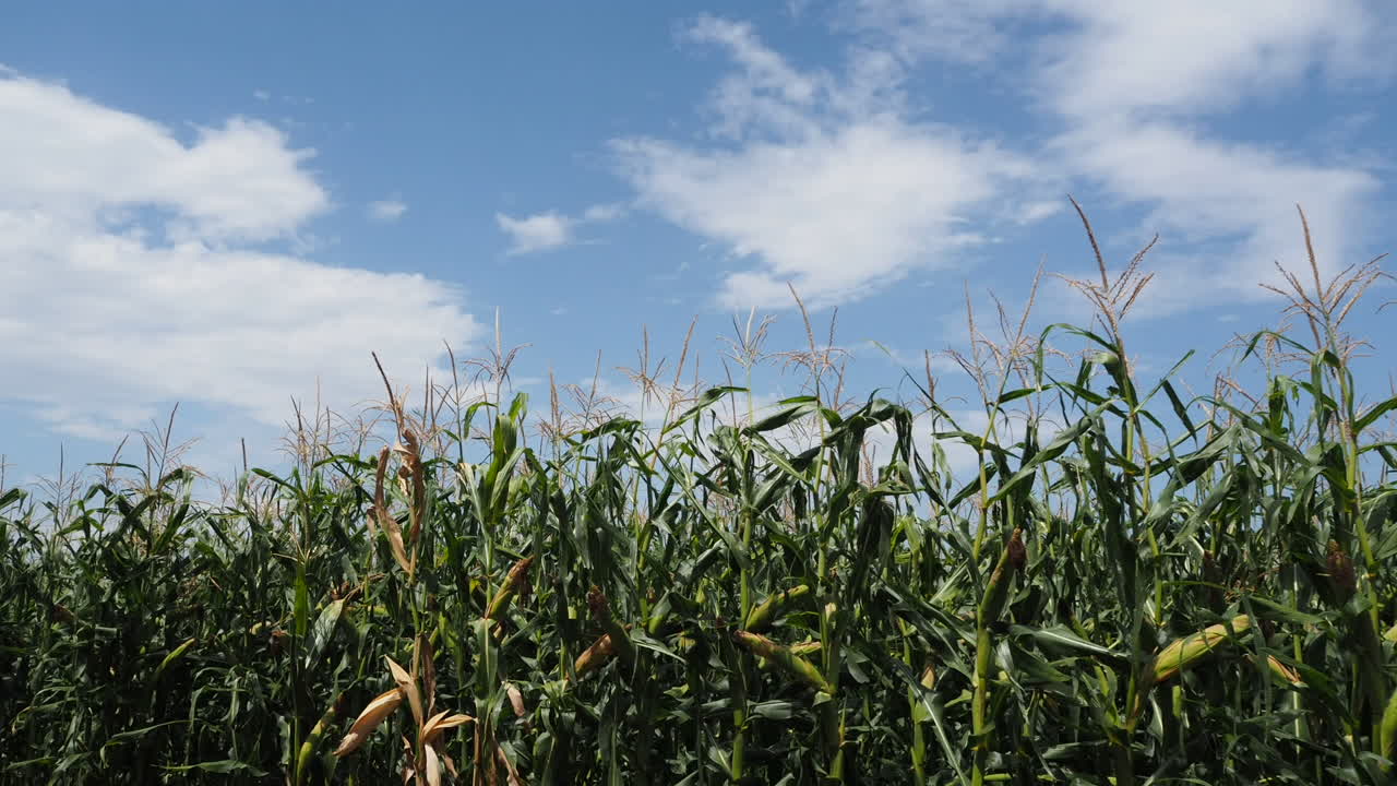 campo de maíz lapso de tiempo verano de ángulo bajo