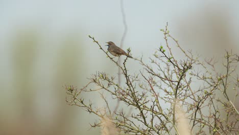 small bird on a branch in spring
